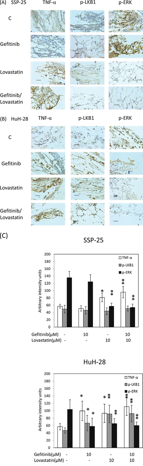 Combined treatment of lovastatin and gefitinib induced the expression of TNF&#x03B1; and inhibited the expression of p-ERK in SSP-25 and HuH-28 cell lines, and increased p-LKB1 in HuH-28 cell lines.
