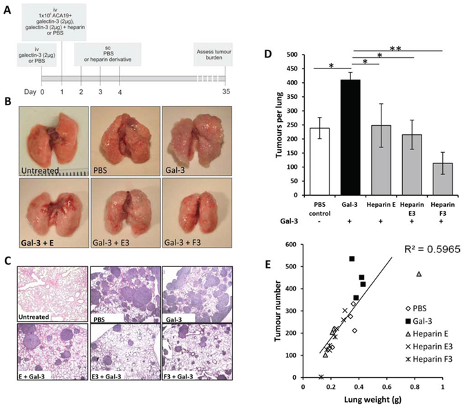 Modified heparin derivatives prevent galectin-3 mediated metastasis of human melanoma ACA19+ cells in nude mice.