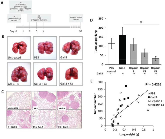 Heparin derivatives prevent galectin-3 mediated metastasis of human colon carcinoma SW620 cells in nude mice.