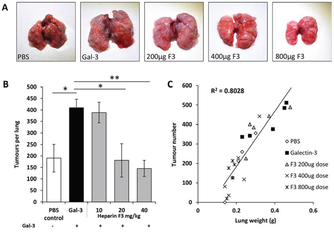 Dose-dependent inhibition of ACA19+ experimental metastasis by derivative F3.
