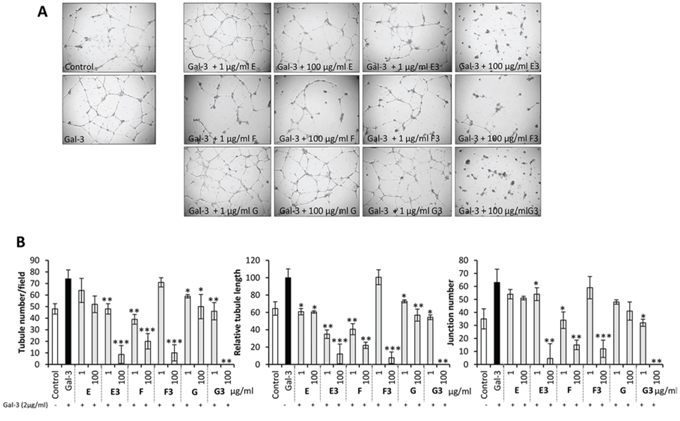 Modified heparin derivatives inhibit galectin-3-mediated endothelial tubule formation in angiogenesis.