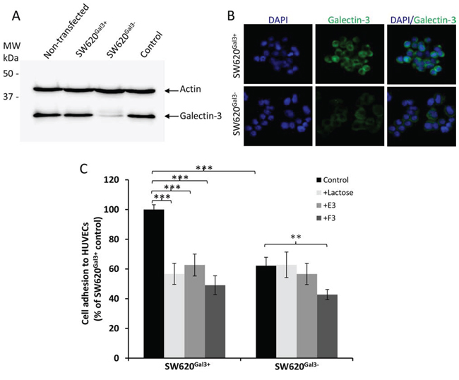 Modified heparin derivatives inhibit endogenous galetin-3-mediated cancer cell-endothelial adhesion.