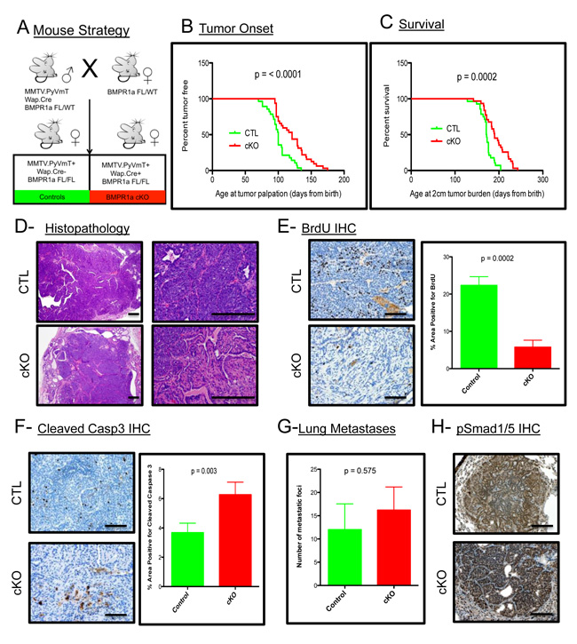 BMPR1a deletion in mammary carcinomas delays tumor onset and progression.