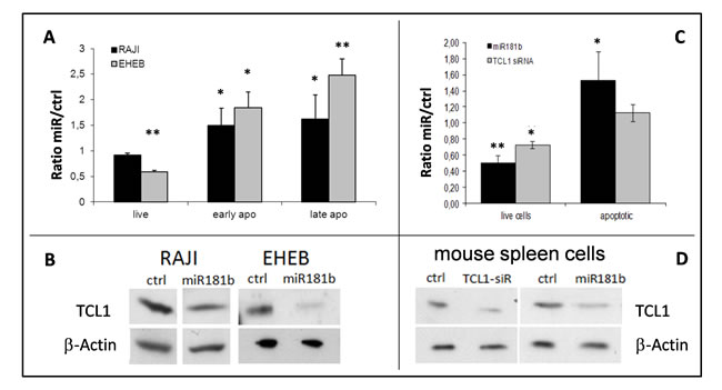 Viability and apoptotic effects following mir-181b enforced expression in human RAJI and EHEB cells and in mouse TCL1-tg leukemic splenocytes.