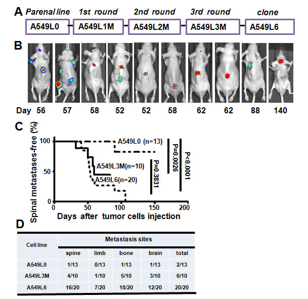 Establishment of the spinal metastasis model.