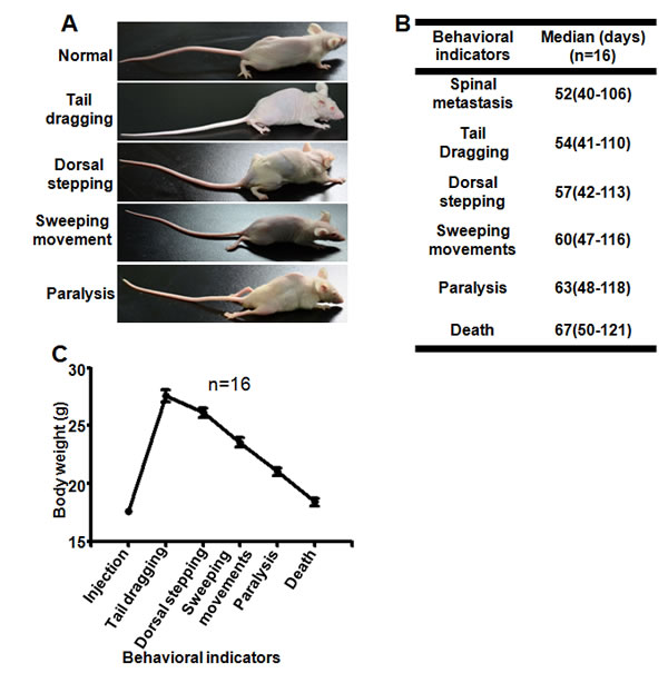 Neurological, functional and survival assessment of spinal cord compression