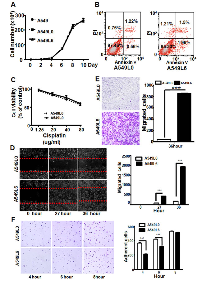 Comparison of biological features between A549L0 and A549L6 cancer cells.