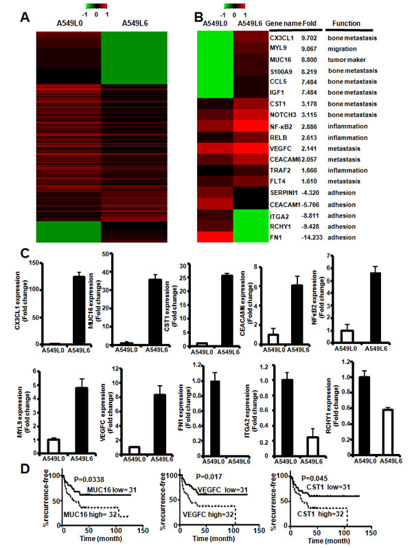 Gene network changes in regulation of tumor migration, metastasis, adhesion and inflammation.