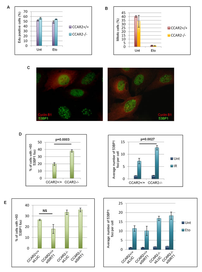 The DNA repair defect of CCAR2 negative cells is not cell cycle dependent.