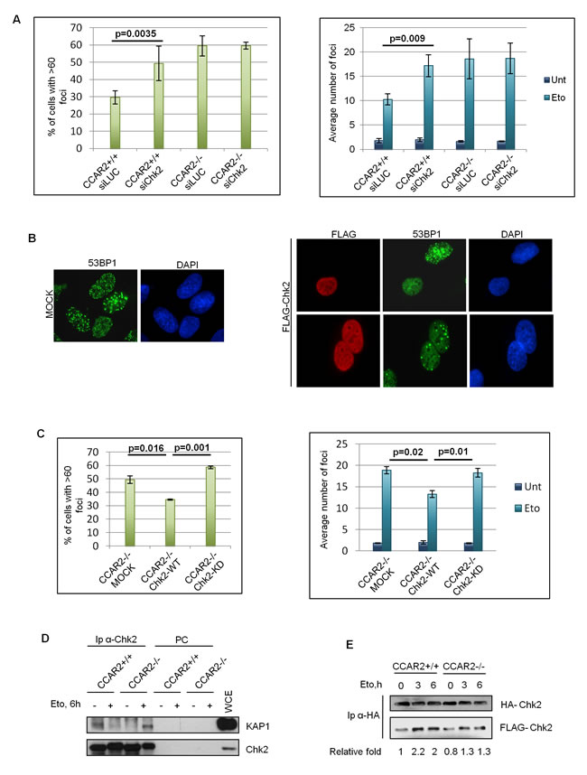 Chk2 transfection restores DNA repair in CCAR2 negative cells.