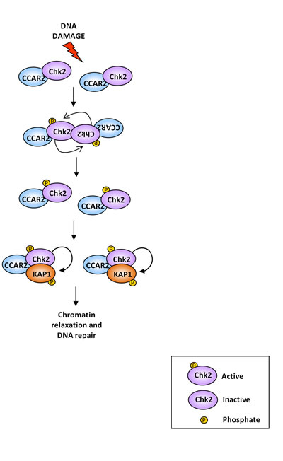 Graphical representation of the CCAR2 role in Chk2 activation and DNA repair.