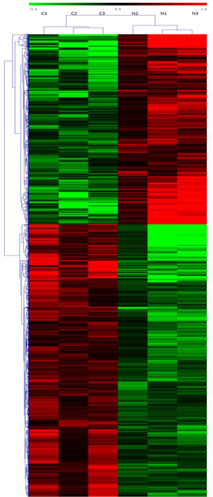 Heat map and hierarchical clustering of lncRNA profile comparison between the TNBC and normal breast samples.