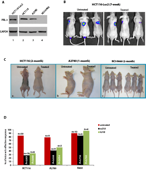 PRL-3 chimeric mAb inhibits the formation of metastatic tumors formed by A2780 cells and HCT-116 cells that express endogenous PRL-3. A.