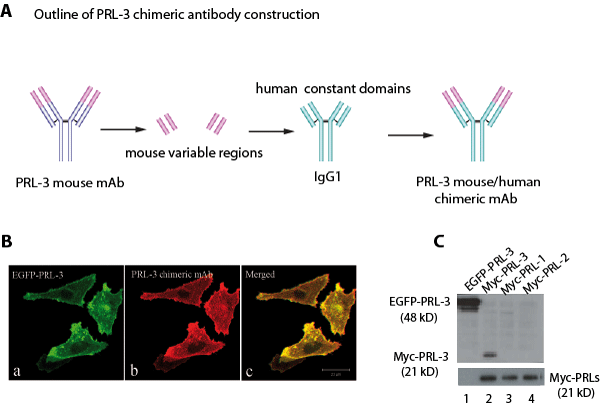 Generation of PRL-3 specific chimeric mAb.