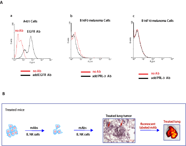 PRL-3 is not detectable at the cell surface, but accumulates promptly at sites of cancer metastasis