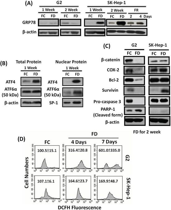 FD-induced multi-drug resistance (MDR) acquisition is mechanistically linked to redox adaptation (RA)-mediated upregulation of GRP78 and Survivin pathways.