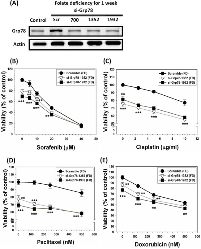 GRP78 silencing of SK-Hep-1 cells alleviates MDR acquisition attribute.