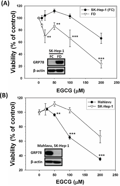 Direct targeting strategy using EGCG, an established binder for GRP78, veritably increases the eradicating efficiency of GRP78-expressing cells.