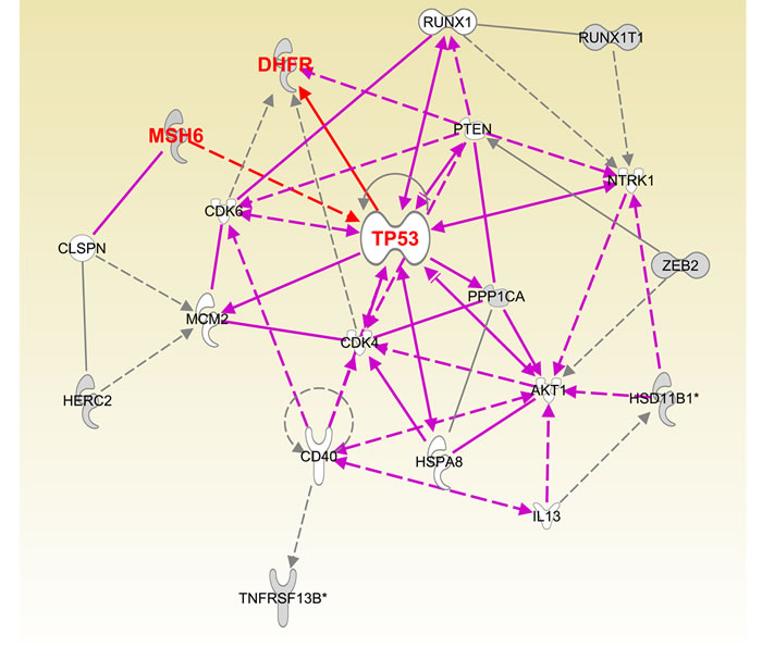 Pathway analysis of major targets of miR-215 determined by Ingenuity Pathway Analysis software.