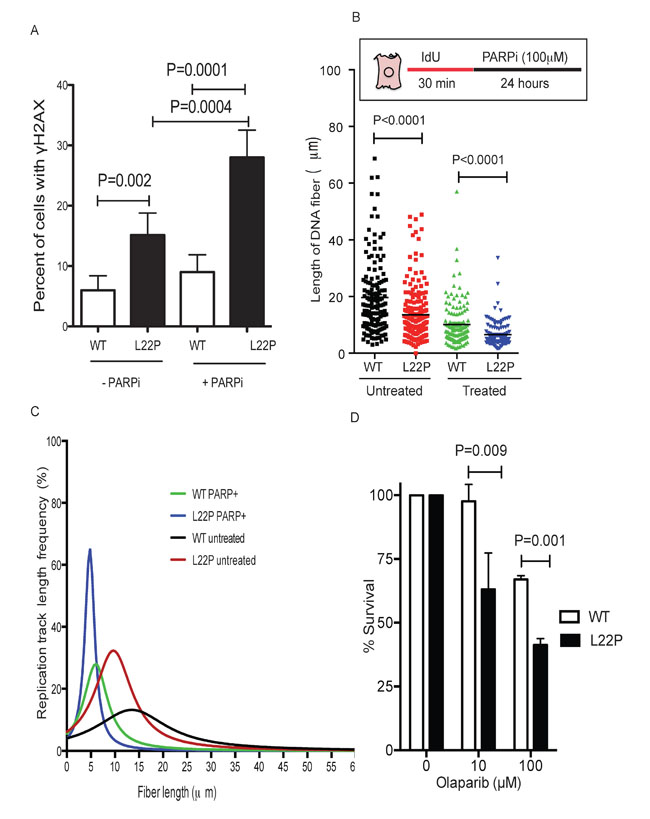 L22P variant of DNA polymerase beta confers sensitivity to PARP1 inhibitors compared to WT cells.