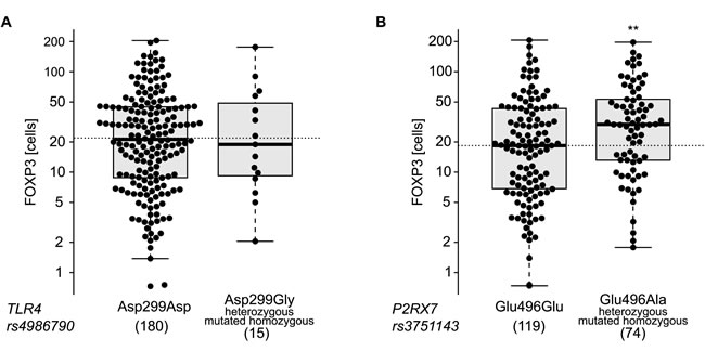 Single nucleotide polymorphisms (SNPs) association with infiltrating FOXP3