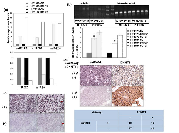 DNMT1 inhibits transcription of miR424 in bladder cancer cells.