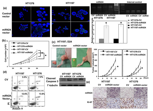 Role of miR424 in tumor cell growth.
