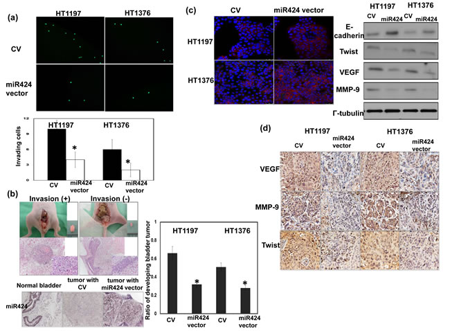 Role of miR424 in tumor invasiveness.
