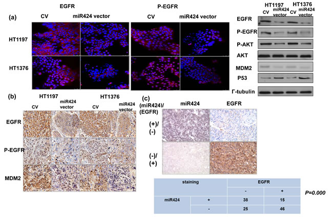 MiR424 linked with EGFR- AKT signaling.