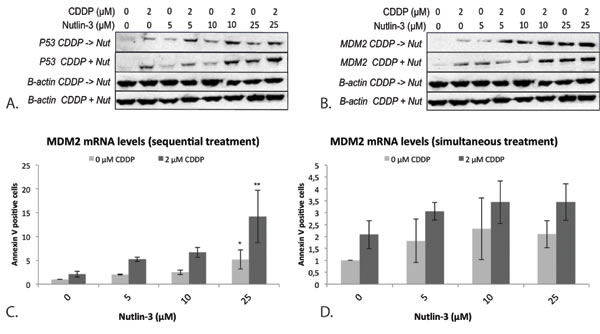 Expression of the p53 protein and its negative regulator MDM2 after simultaneous and sequential combination therapy in the p53 wild type cell line A549.