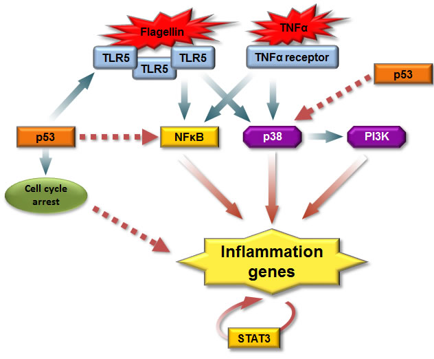 A model for p53 regulation of the receptor-mediated inflammatory response.