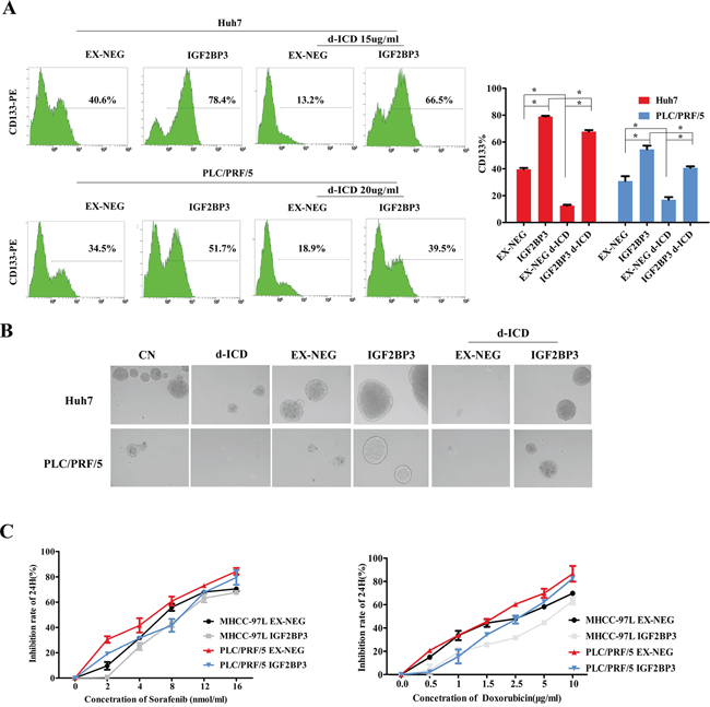 IGF2BP3 enriched CSCs population and promoted chemoresistence.