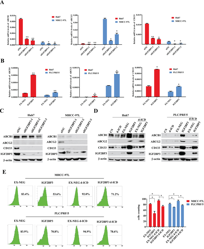 IGF2BP3 upregulated ABC familiy and CD133 genes expression.