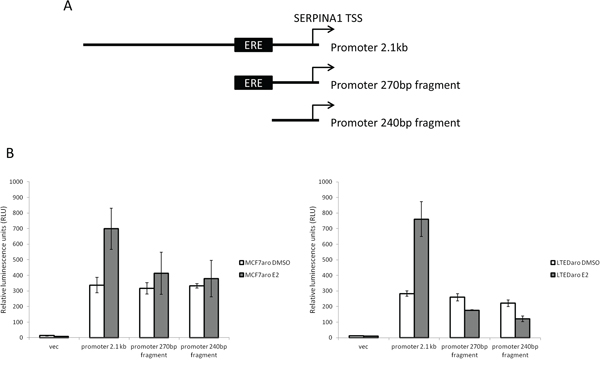 Cloning of SERPINA1 promoter and deletion mutants into luciferase reporter vectors and validation of activity.