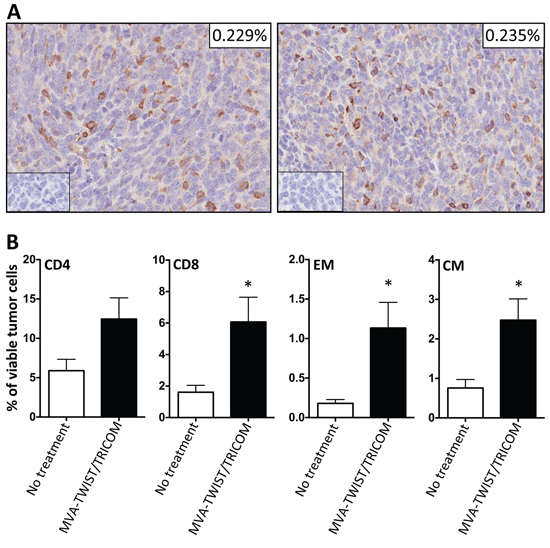 MVA-TWIST/TRICOM administration improves tumor infiltration of immune effector cells.