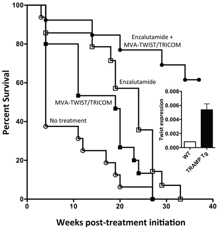 Combining MVA-TWIST/TRICOM with anti-androgen therapy significantly increases survival in Tramp-Tg mice.