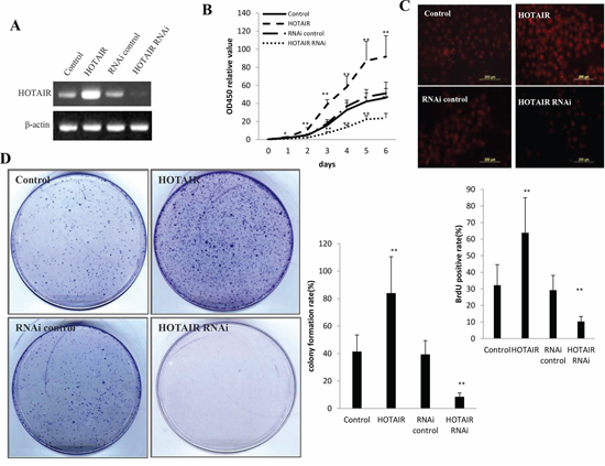 HOTAIR accelerlates human liver cancer stem cells (hLCSC) growth in vitro.