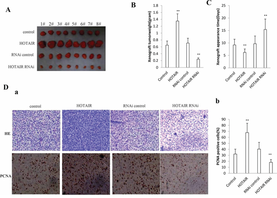 HOTAIR promotes human liver cancer stem cells (hLCSCs) growth in vivo.