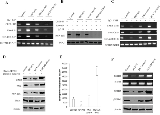 HOTAIR inhibits SETD2 expression in human liver cancer stem cell (hLCSC).
