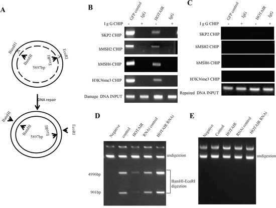 The HOTAIR inhibits the hMSH2/6-H3k36me3-Skp2 ternary complex loading onto the injury DNA in human liver cancer stem cell (hLCSC).