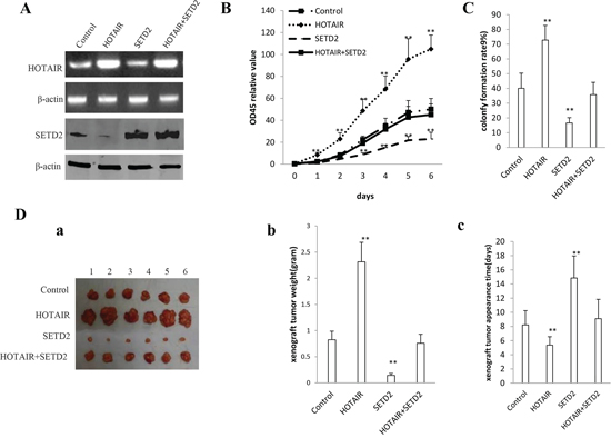 The rescued experiment of carcinogenesis effect of the HOTAIR.