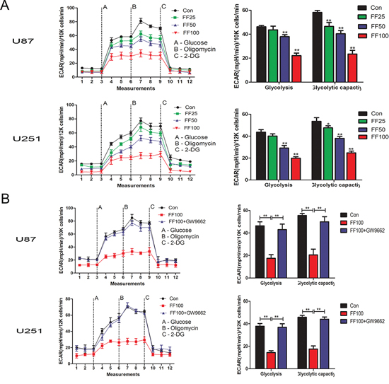 Inhibition of cell glucose metabolism by FF in the human glioblastoma cells.