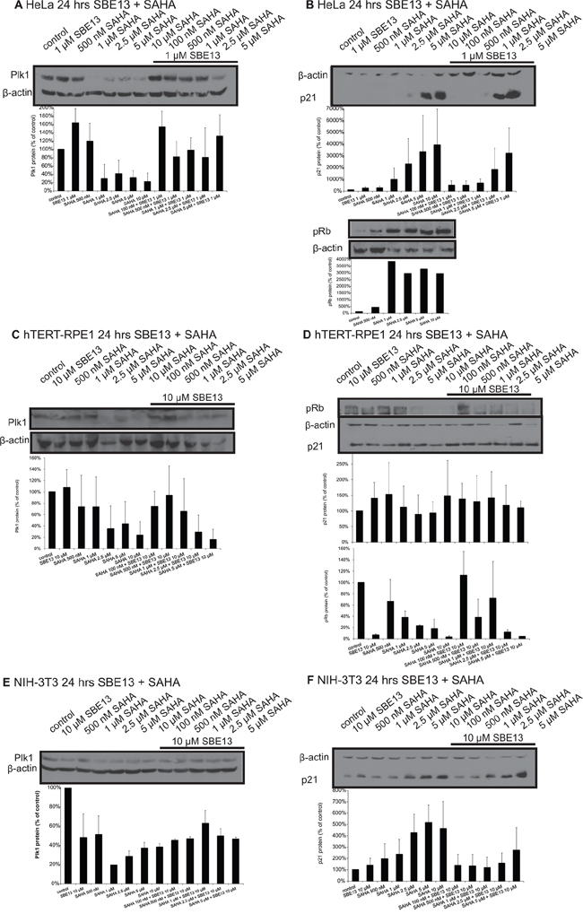 Western Blot analyses of Plk1 and p21 protein expression and of pRb levels in HeLa, hTERT-RPE1 and NIH-3T3 cells after treatment with SAHA and SBE13.
