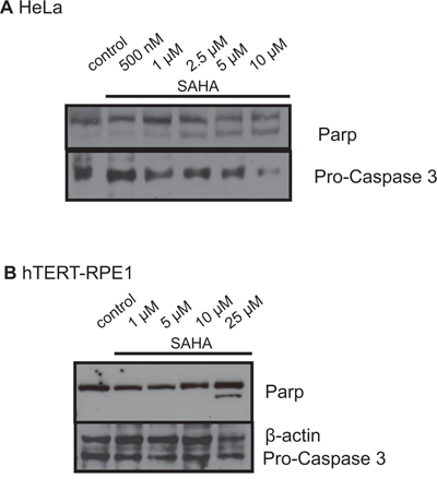 Western blot analyses of Parp and Caspase 3 in HeLa A. and hTERT-RPE1 cells B. after treatment with SAHA.