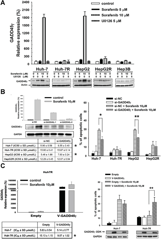 In vitro studies on the effects of GADD45&#x03B3; expression on sorafenib efficacy.