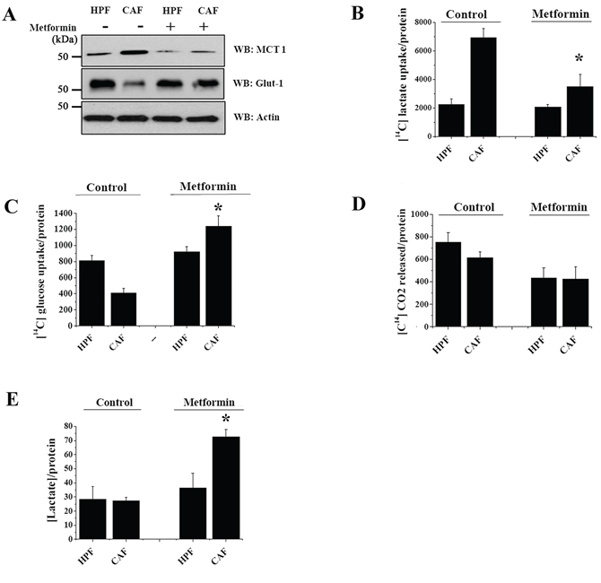 Metformin increases glucose consumption in PC3 cells exposed to CAFs CM.