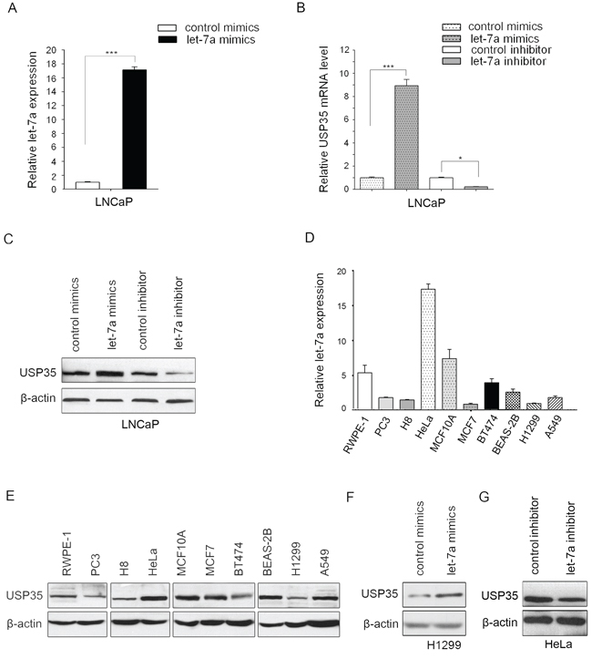 MiR let-7a up-regulates the expression of USP35.