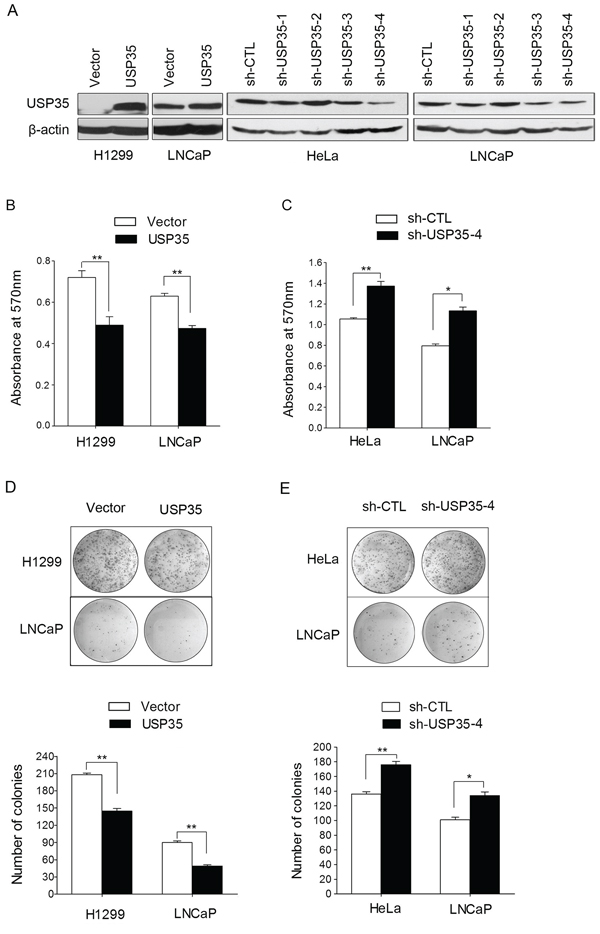 USP35 inhibits cancer cell proliferation.