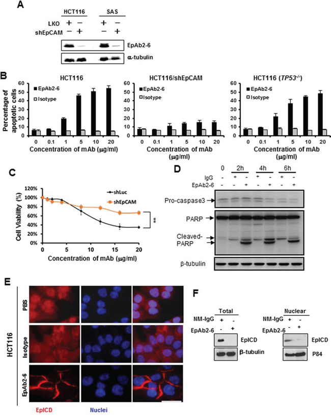Inhibition of cancer cell growth in vitro by EpAb2-6.