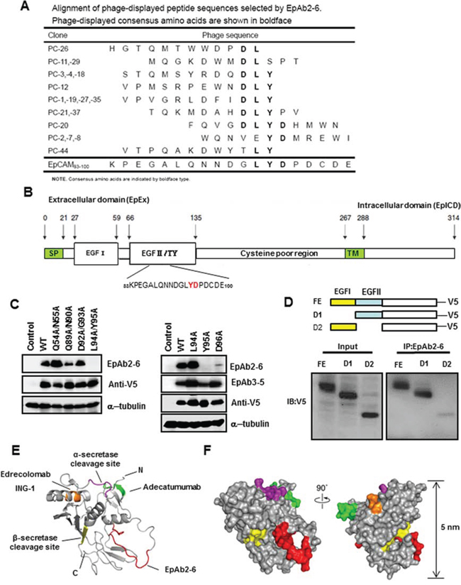 Identification of the B cell epitope of EpAb2-6.